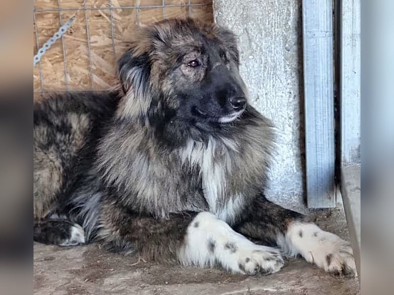 THEO, Rüde, 1,5 Jahre, 45cm, Mischling, Tierschutz
