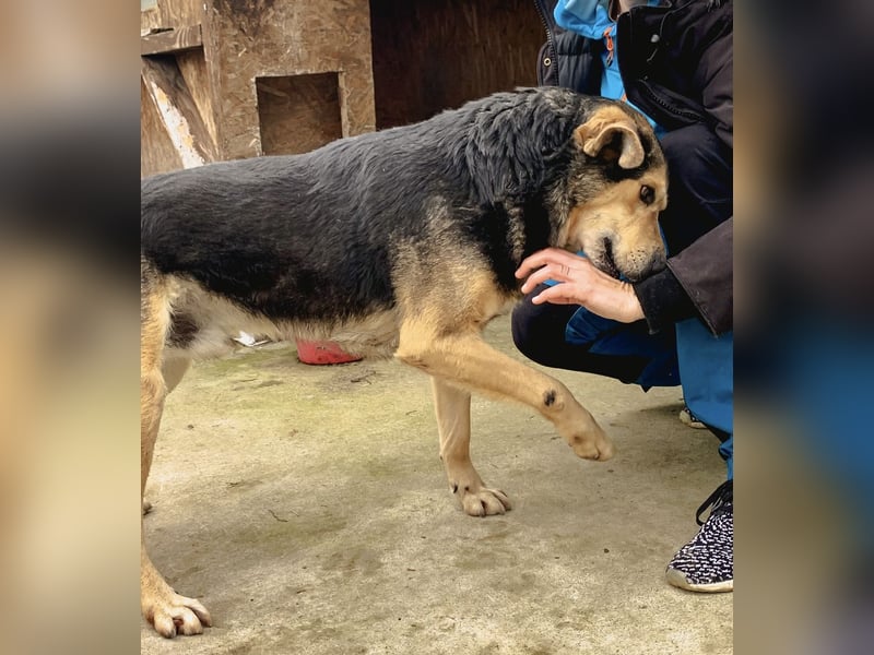 MATTES, Rüde, knapp 7 Jahre, 54cm, Mischling, Tierschutz