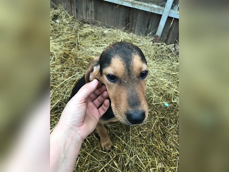 Loki  sucht sein zuhause