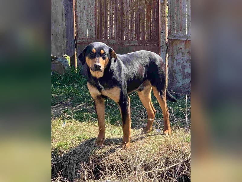 ⭐️ROCKET⭐️, Rüde, 7 Jahre, 55 cm, Mischling, Tierschutz