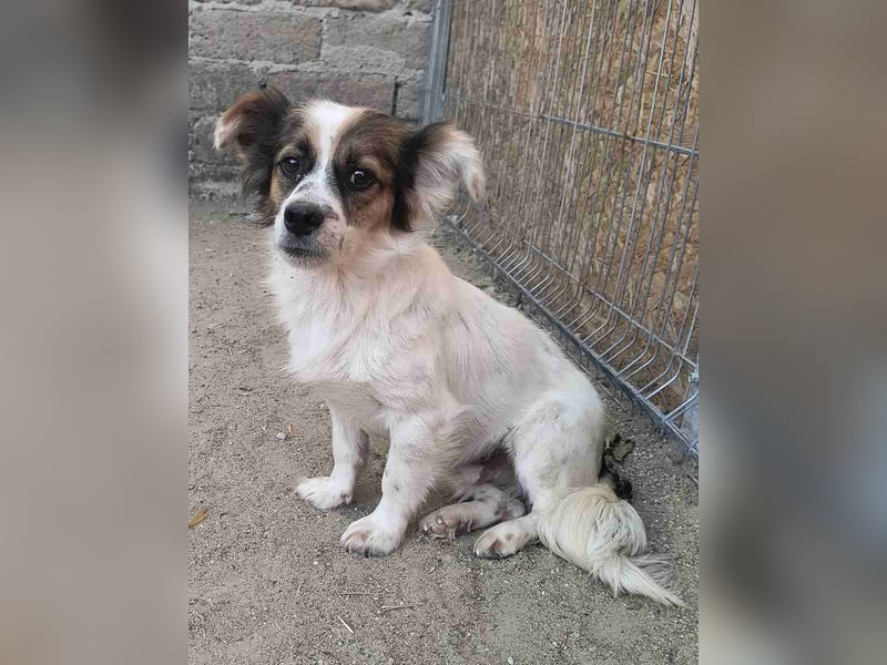 FOXI, Rüde, 2,5 Jahre, 30cm, Mischling, Tierschutz