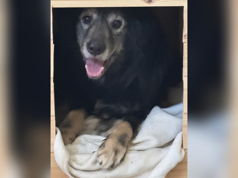 ⭐️SCOOBY⭐️, Rüde, 10 Jahre, 50 cm, Mischling, Tierschutz