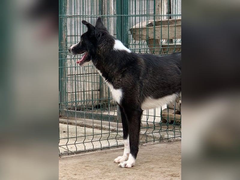 CODI, Rüde, 7 Jahre, 54cm, Mischling Tierschutz