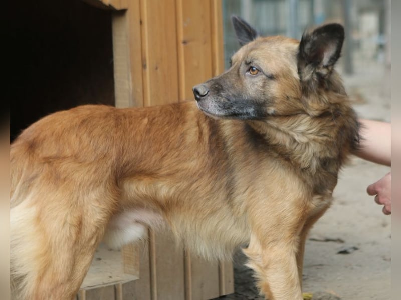 STEVE, Rüde, 9 Jahre, 53cm, Mischling, Tierschutz