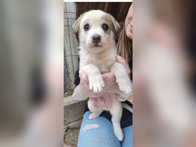 PIVO, Rüde, 1 Monat, aktuell 22 cm, Mischling, Tierschutz
