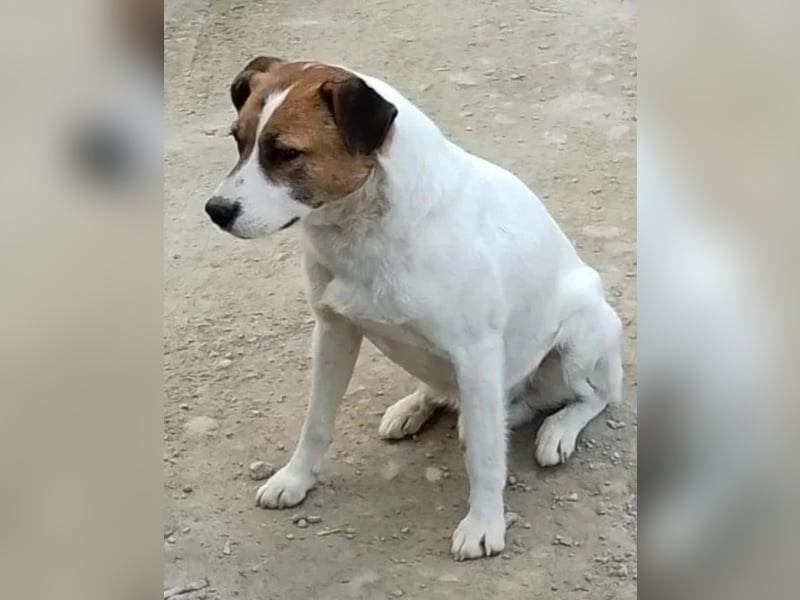 ZEBU, Rüde, fast 3 Jahre, 38cm, Mischling, Tierschutz