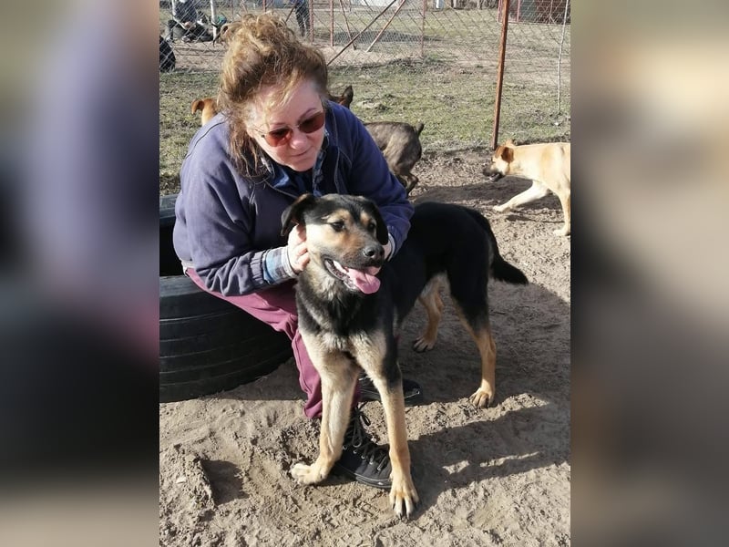Traumhund sucht Zuhause!