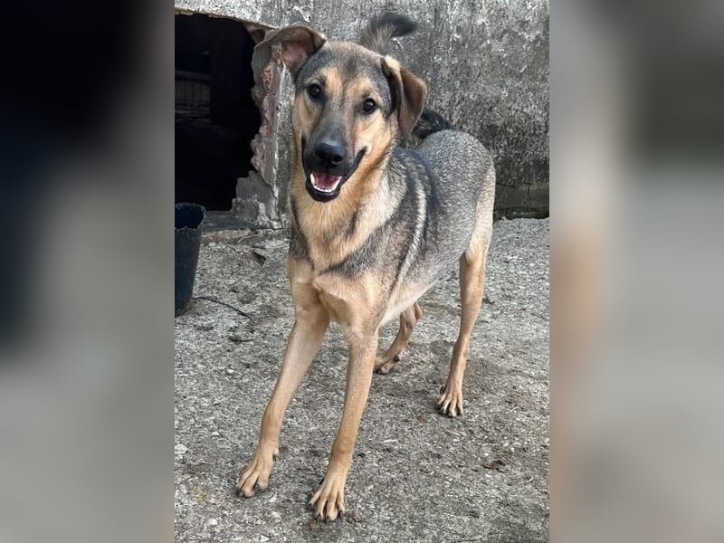 ⭐️WUTZL⭐️, Rüde, 1,5 Jahre, 54 cm, Mischling, Tierschutz