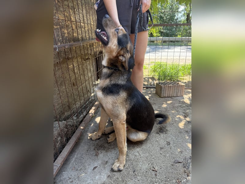 Jankó: aufgestellter, toller Junghund