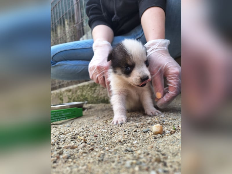 PICCOLO, Rüde, 1 Monat, aktuell 16 cm, Mischling, Tierschutz
