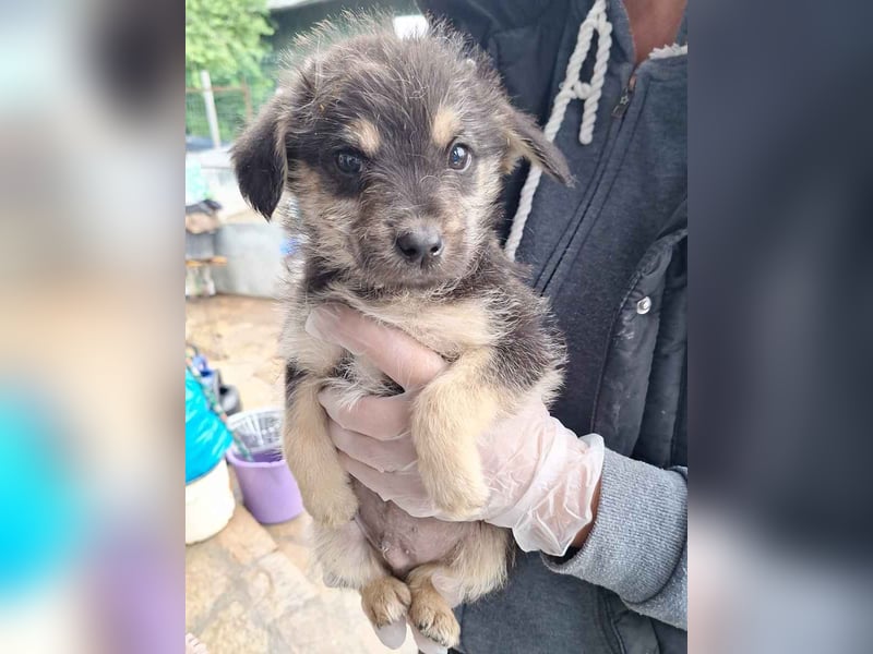 ⭐️ANGELO⭐️, Rüde, 2,5 Monate, 19 cm, Mischling, Tierschutz