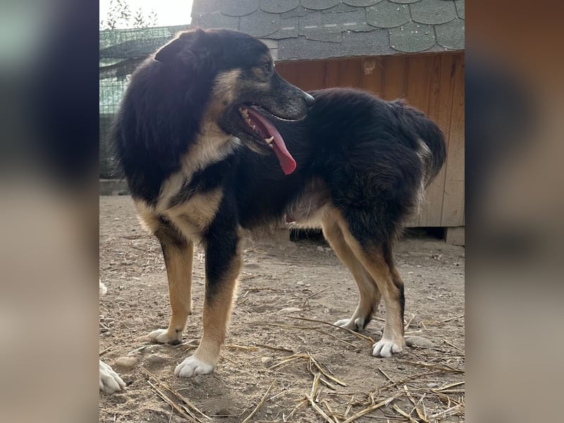 SAERO, Rüde, 4 Jahre, 46cm, Mischling, Tierschutz
