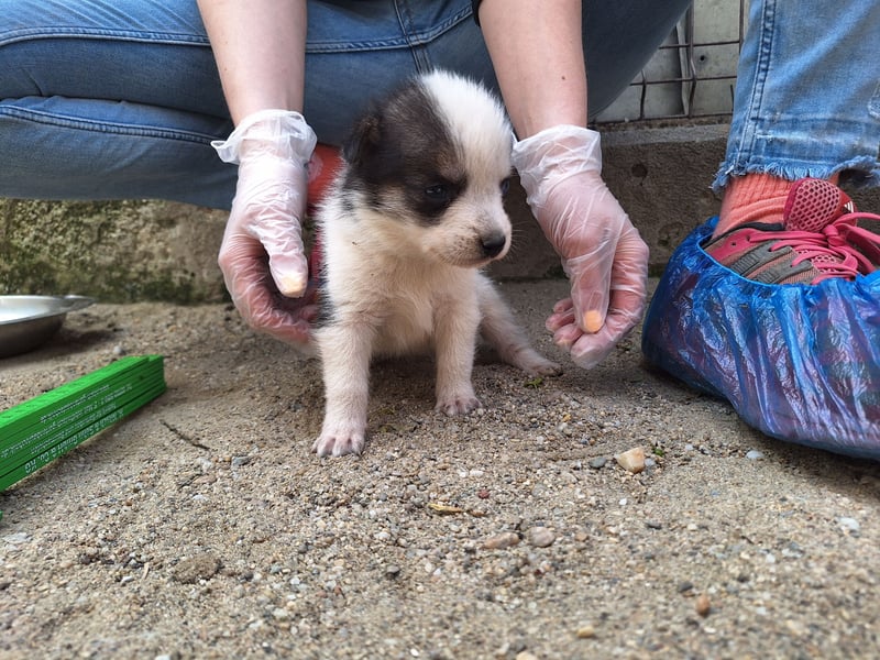 PICCOLO, Rüde, 1 Monat, aktuell 16 cm, Mischling, Tierschutz