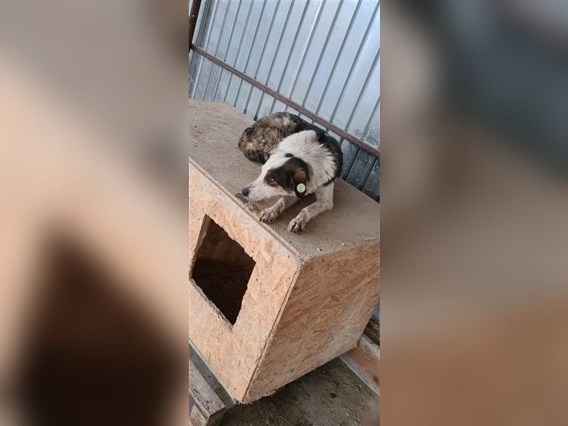 Jason, Verwandlung vom scheuen Hund zum  Traumjungen