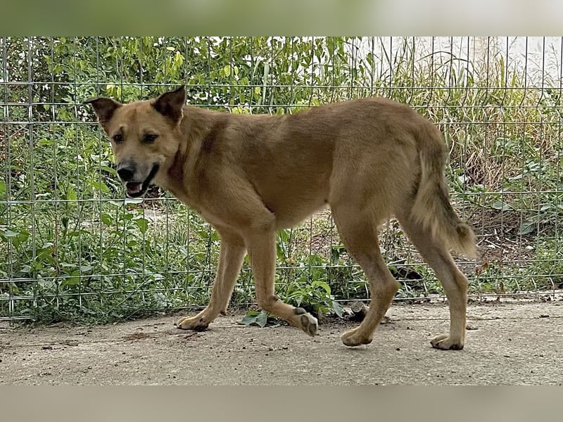 FEIVEL, Rüde, 3,5 Jahre, 46cm, Mischling, Tierschutz