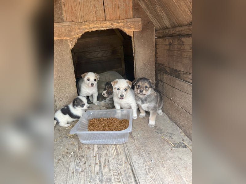 PICCOLO, Rüde, 1 Monat, aktuell 16 cm, Mischling, Tierschutz