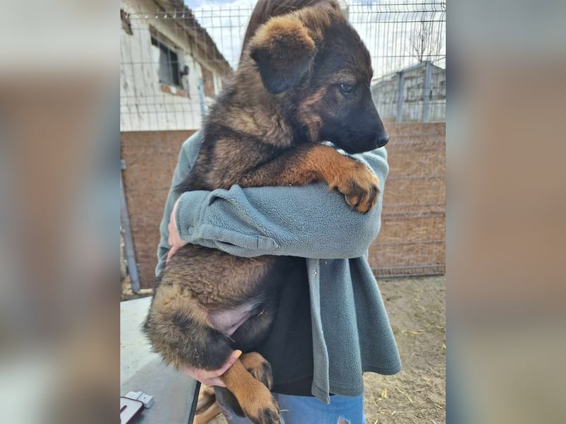 ⭐️ESPRIT⭐️, Rüde, 4 Monate, 41 cm, Mischling, Tierschutz