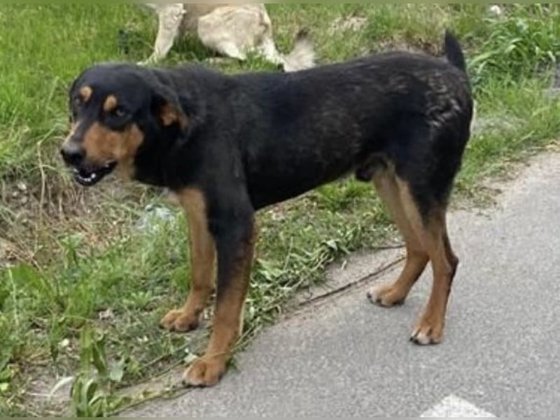 ROCKET, Rüde, 7 Jahre 55cm, Mischling, Tierschutz