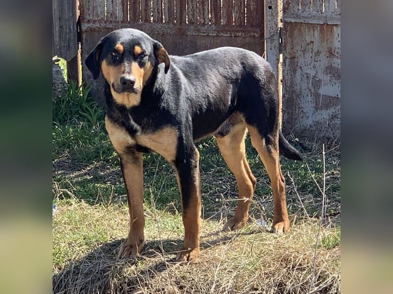 ROCKET, Rüde, 7 Jahre 55cm, Mischling, Tierschutz