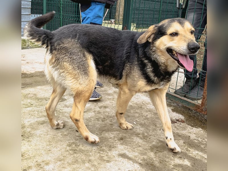 MATTES, Rüde, knapp 7 Jahre, 54cm, Mischling, Tierschutz
