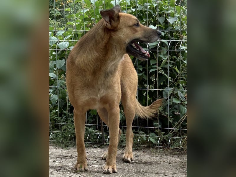 FEIVEL, Rüde, 3,5 Jahre, 46cm, Mischling, Tierschutz