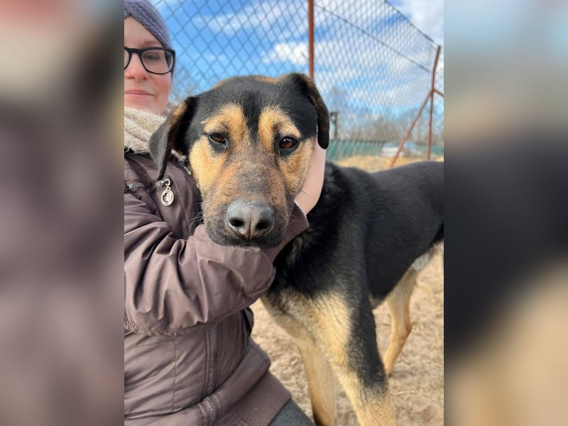 Traumhund sucht Zuhause!