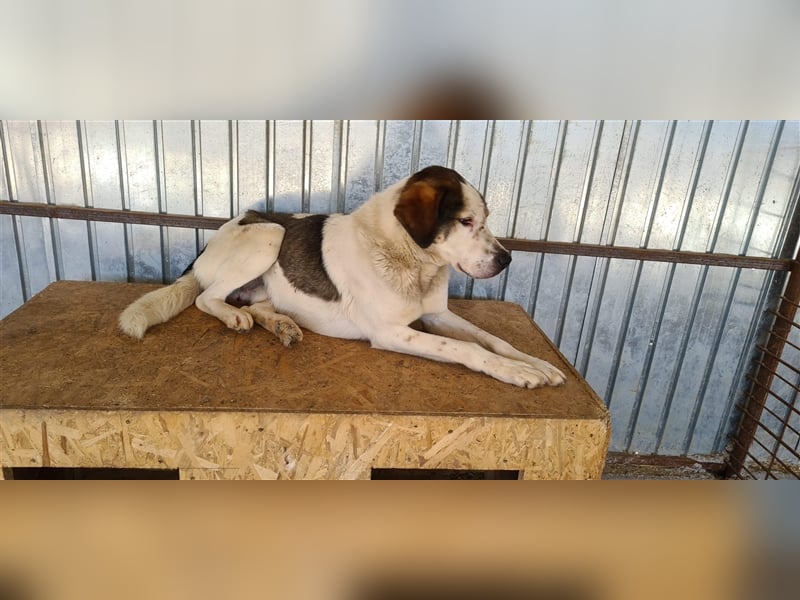 Jason, Verwandlung vom scheuen Hund zum  Traumjungen