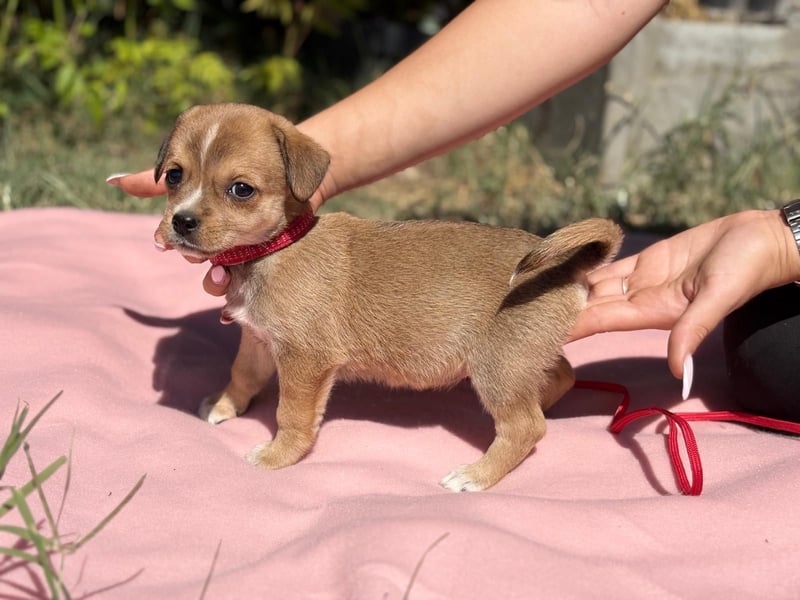 Vilmos - Muss er im Tierheim aufwachsen?