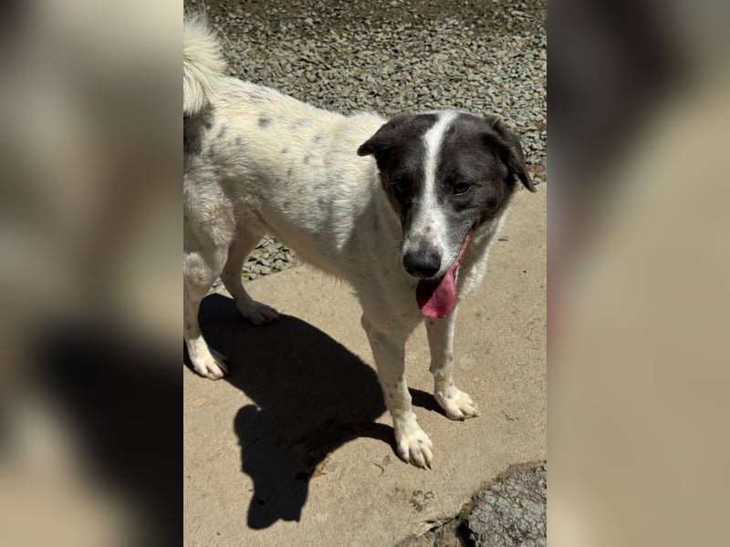 DANTE - Traumhund sucht Traumzuhause