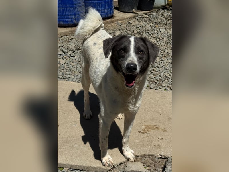 DANTE - Traumhund sucht Traumzuhause