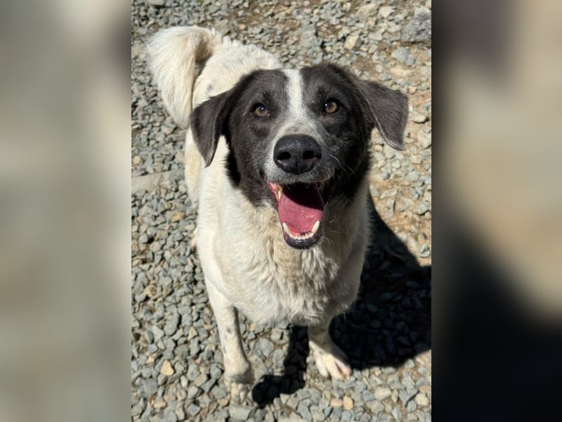 DANTE - Traumhund sucht Traumzuhause