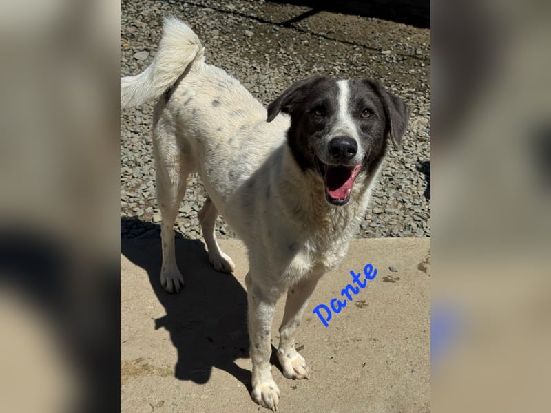 DANTE - Traumhund sucht Traumzuhause