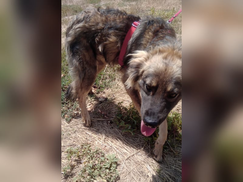 MAX - Traumhund sucht Traumzuhause