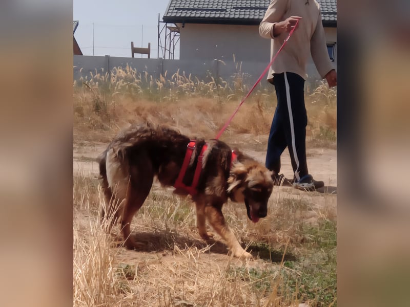 MAX - Traumhund sucht Traumzuhause