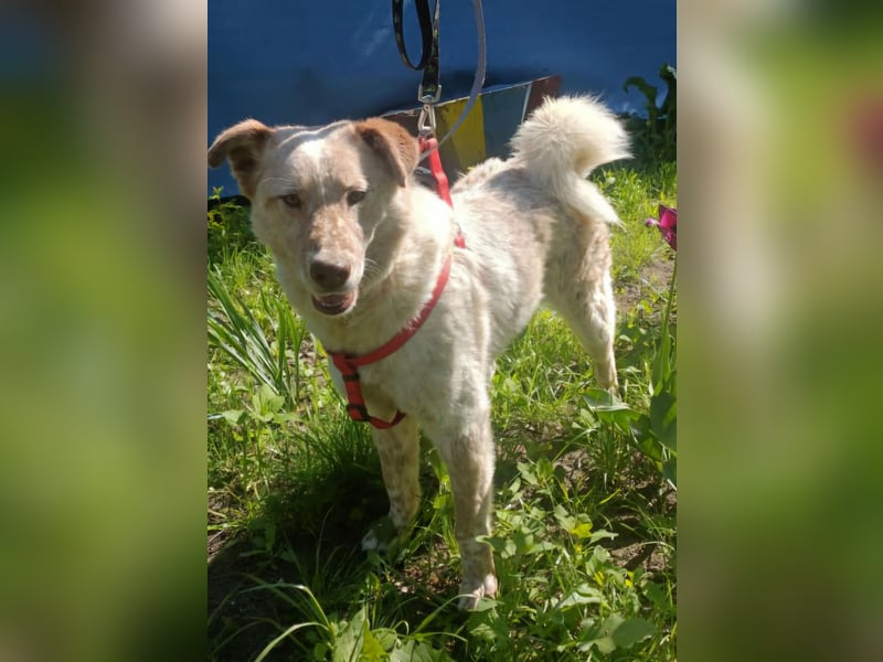 Sasha - ein Kriegsflüchtling sucht seinen Platz für's Leben