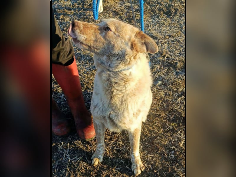 Sasha - ein Kriegsflüchtling sucht seinen Platz für's Leben