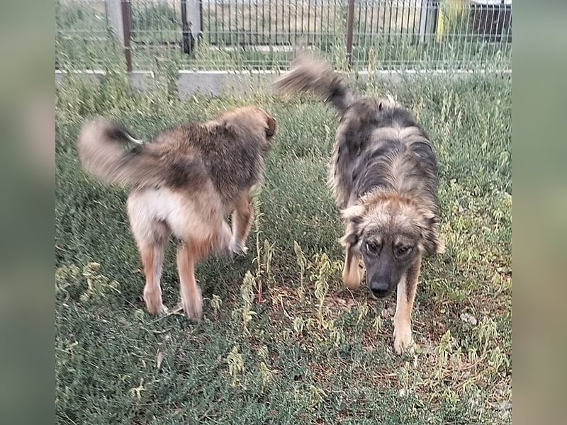 MAX - Traumhund sucht Traumzuhause