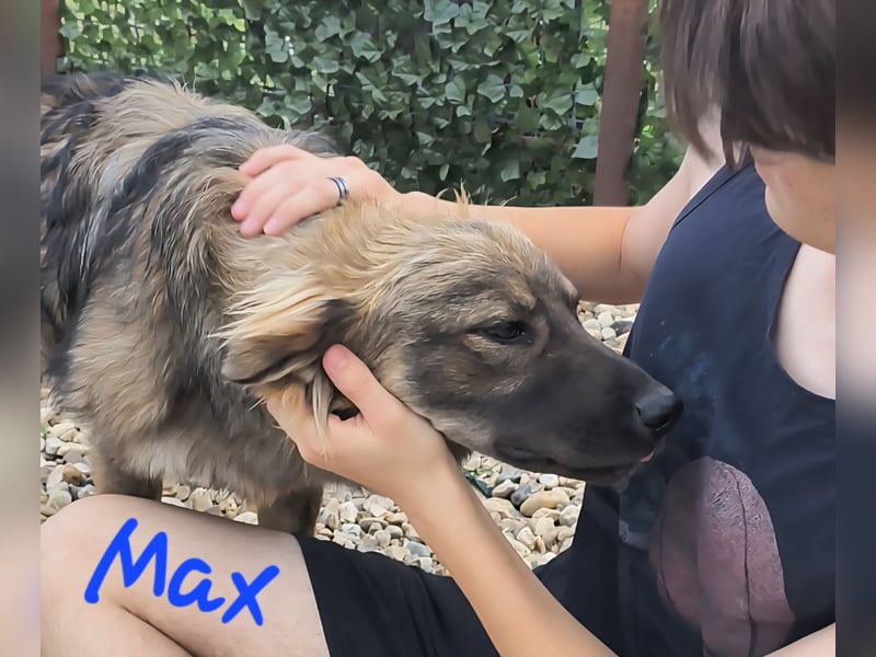 MAX - Traumhund sucht Traumzuhause