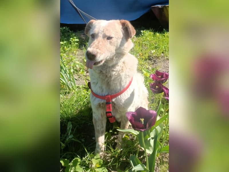 Sasha - ein Kriegsflüchtling sucht seinen Platz für's Leben