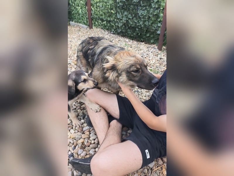 MAX - Traumhund sucht Traumzuhause