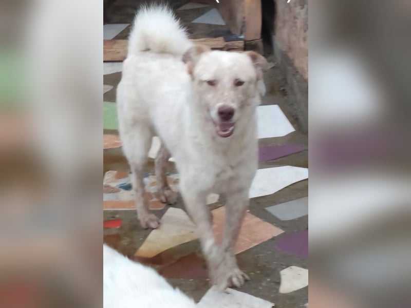 Sasha - ein Kriegsflüchtling sucht seinen Platz für's Leben