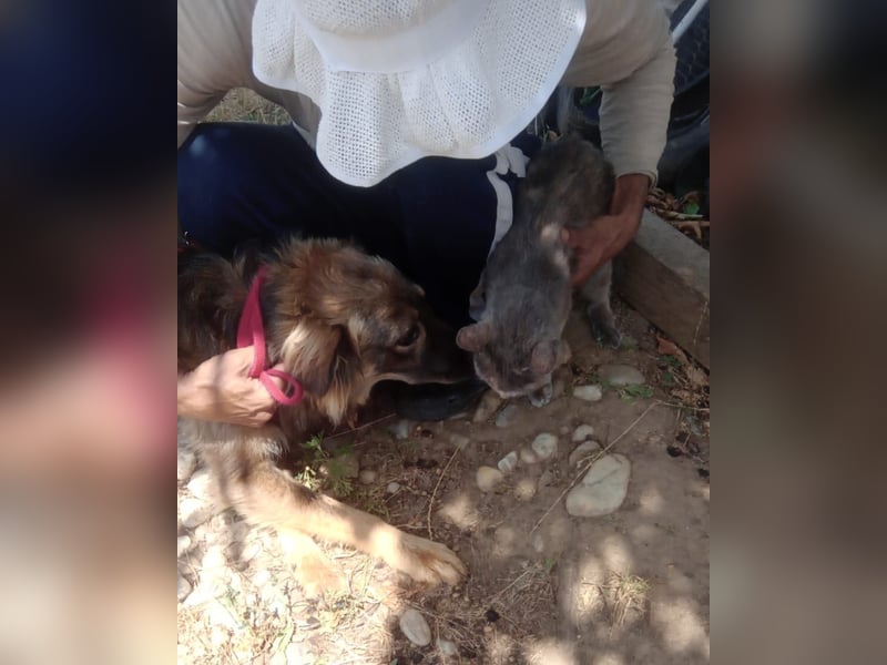 MAX - Traumhund sucht Traumzuhause