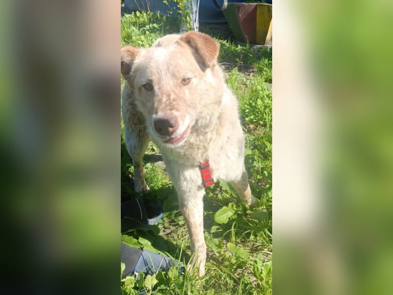 Sasha - ein Kriegsflüchtling sucht seinen Platz für's Leben
