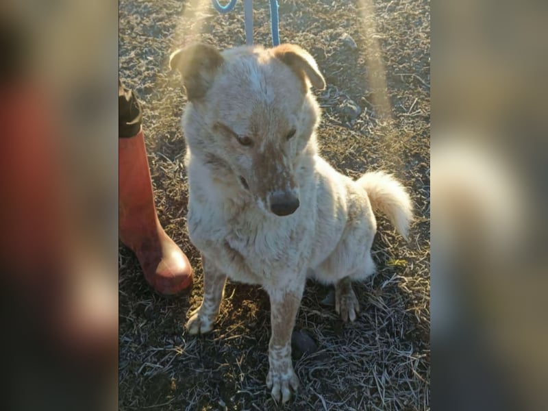 Sasha - ein Kriegsflüchtling sucht seinen Platz für's Leben