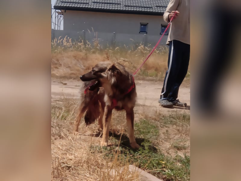 MAX - Traumhund sucht Traumzuhause