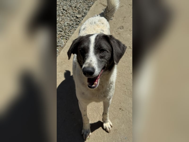 DANTE - Traumhund sucht Traumzuhause
