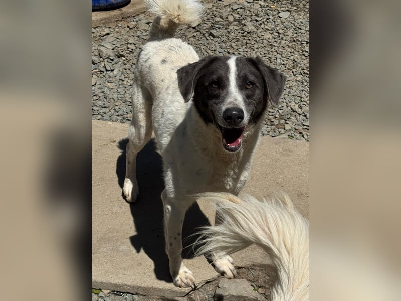 DANTE - Traumhund sucht Traumzuhause
