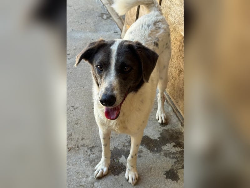 DANTE - Traumhund sucht Traumzuhause