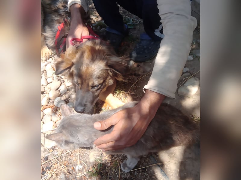 MAX - Traumhund sucht Traumzuhause