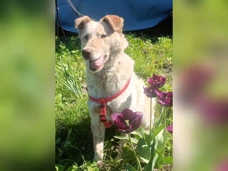 Sasha - ein Kriegsflüchtling sucht seinen Platz für's Leben